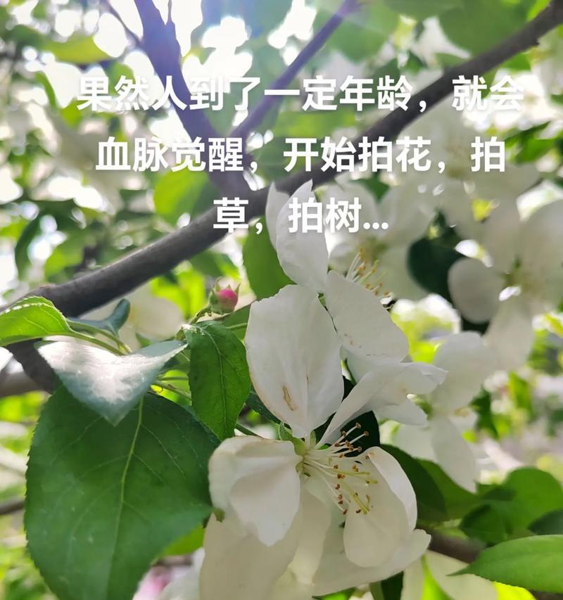 抖音拍花视频剪辑技巧有哪些？如何快速制作出吸引人的花卉视频？